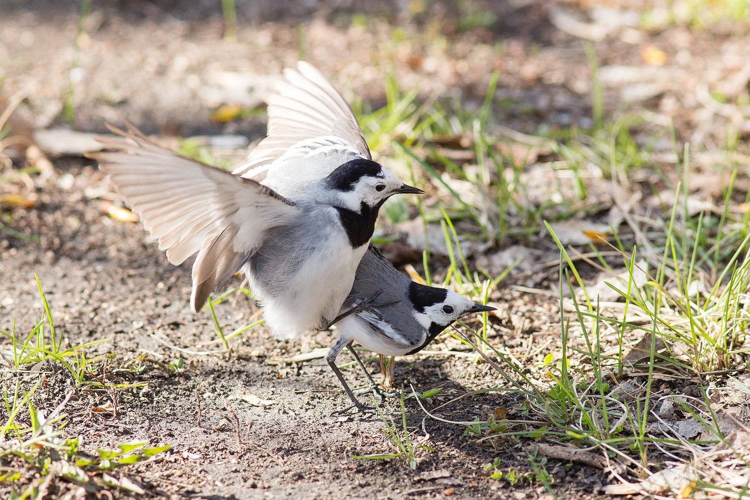, Сосновских Вячеслав