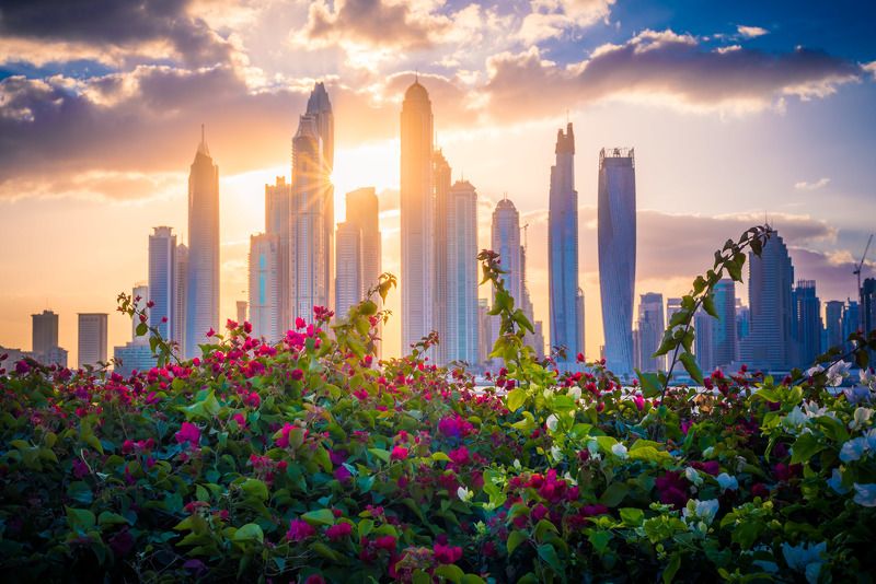 dubai, architecture, flowers, skyscrapers, cityscape, дубай, оаэ, город, архитектура, небоскребы, цветы, рассвет, утро Городские цветы фото превью