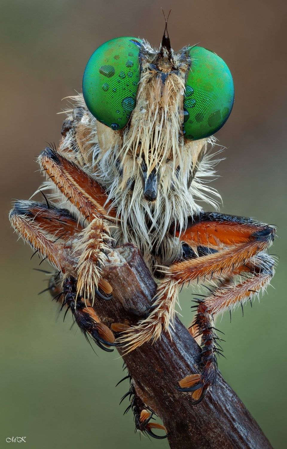 ктырь, asilidae, robber fly, Miron Karlinsky