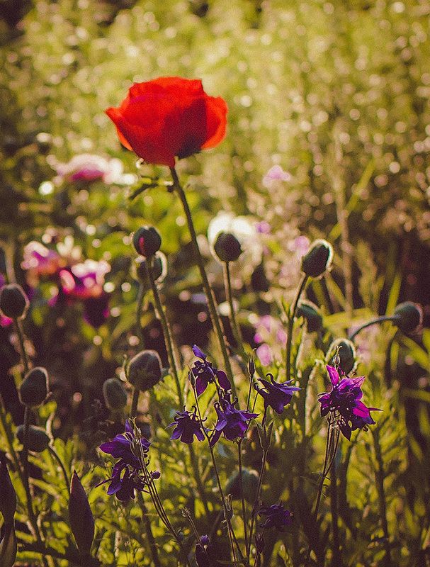 *** фото превью