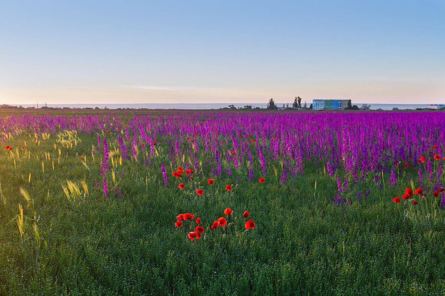 закат, дельфиниум, мак, море, Олег Болотников