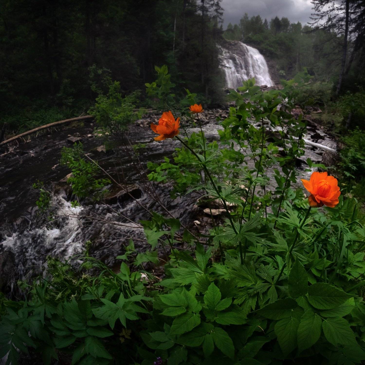 #алтай, #салаир, #салаирскийкряж, #алтайскийкрай, #пещёрка, #пейзаж, #огоньки, #trolliusasiaticus, #trollius, #nature, #flowers, #flora, #plants, #wildlife, #storm, #beforethestorm, #altai, #russia, #salair, #waterfall, #water, #ravine, #landscape, #taiga, Денис Соломахин