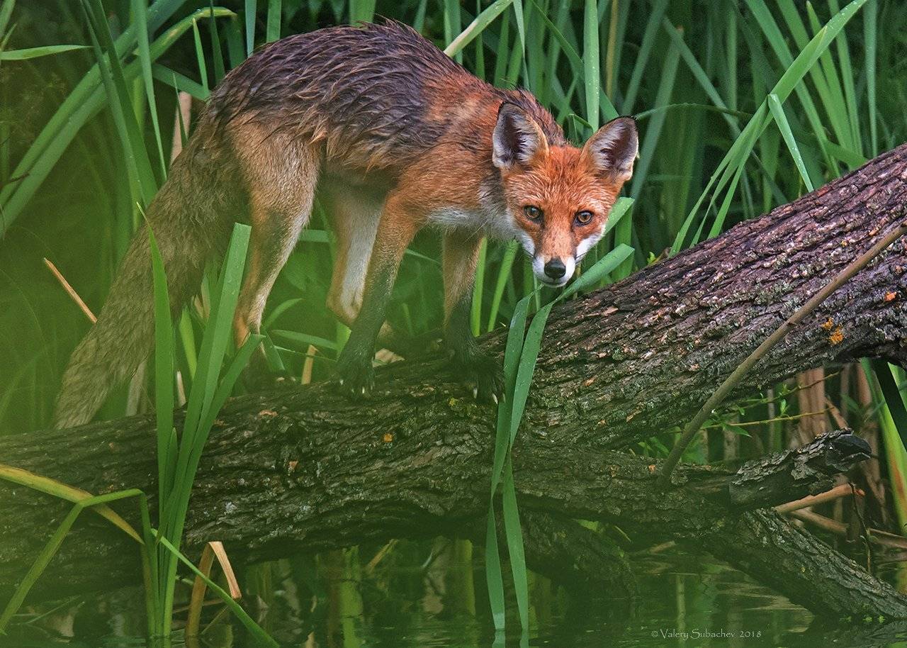 , Валерий Субачев