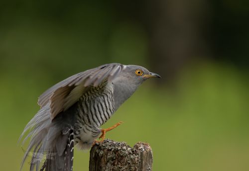 Cuckoo