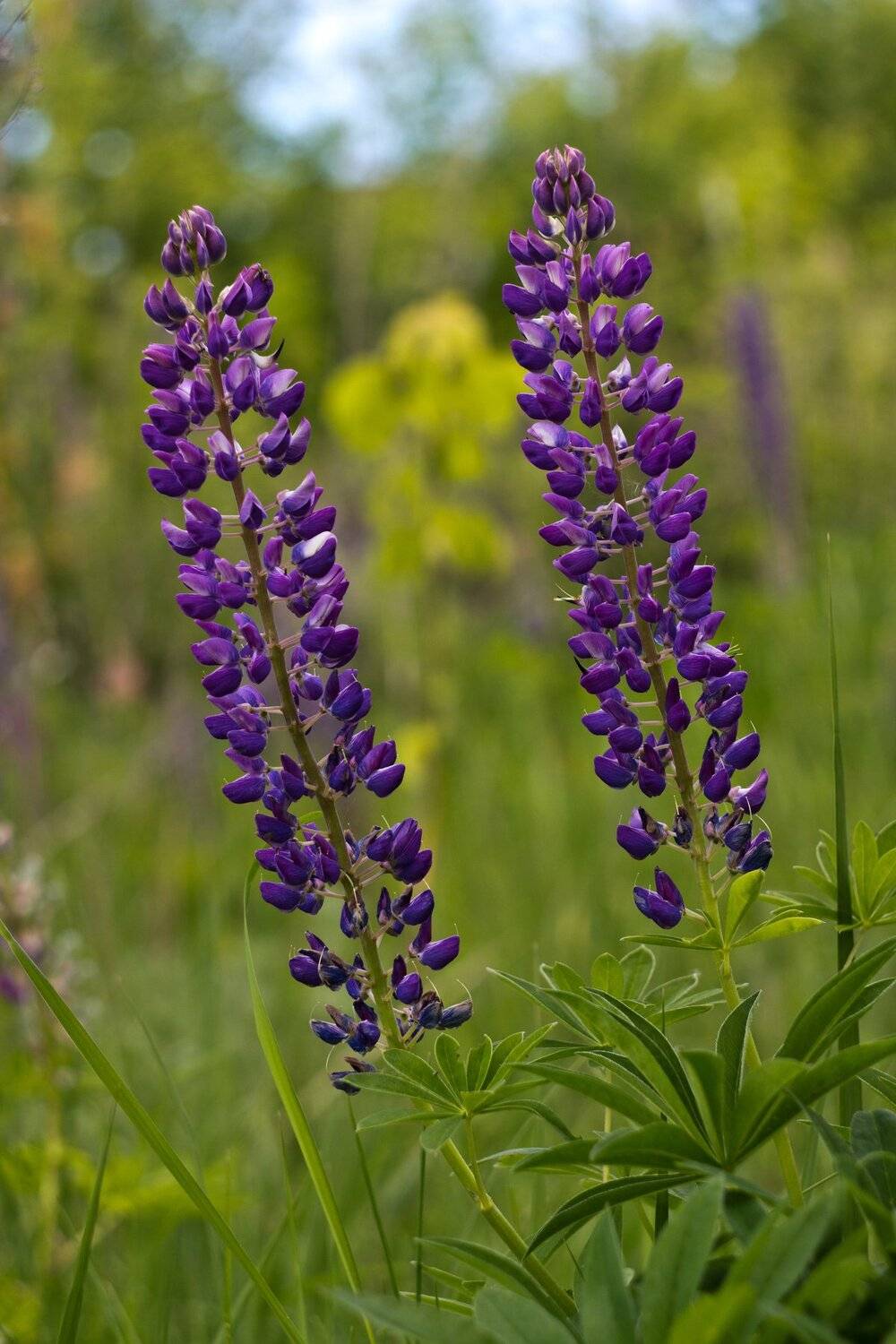 , Руслан Востриков