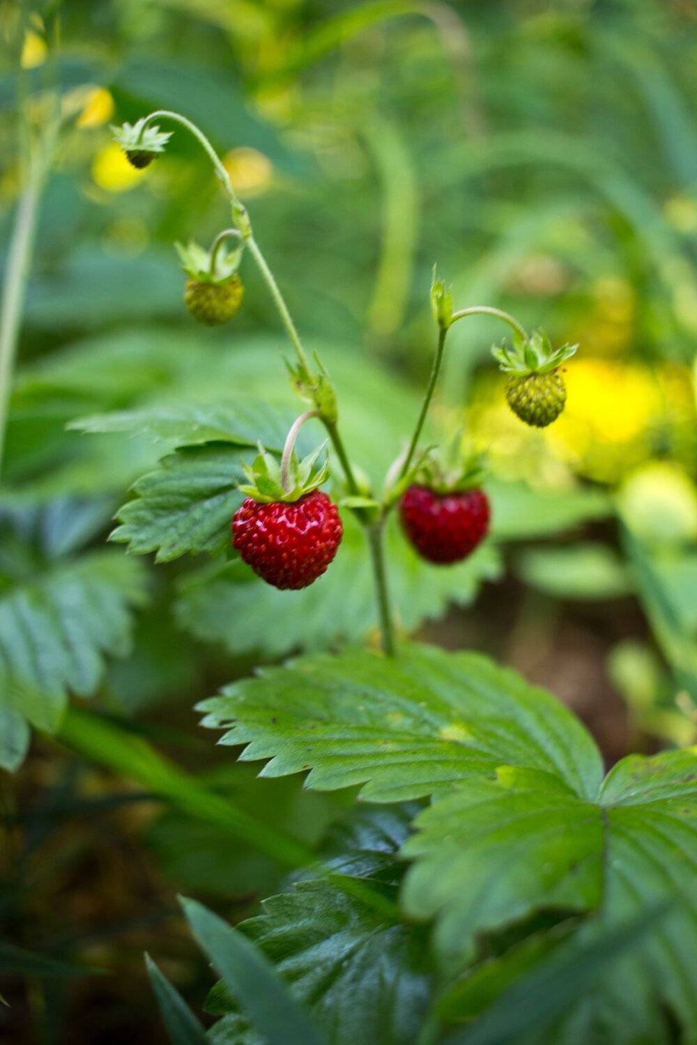 , Руслан Востриков