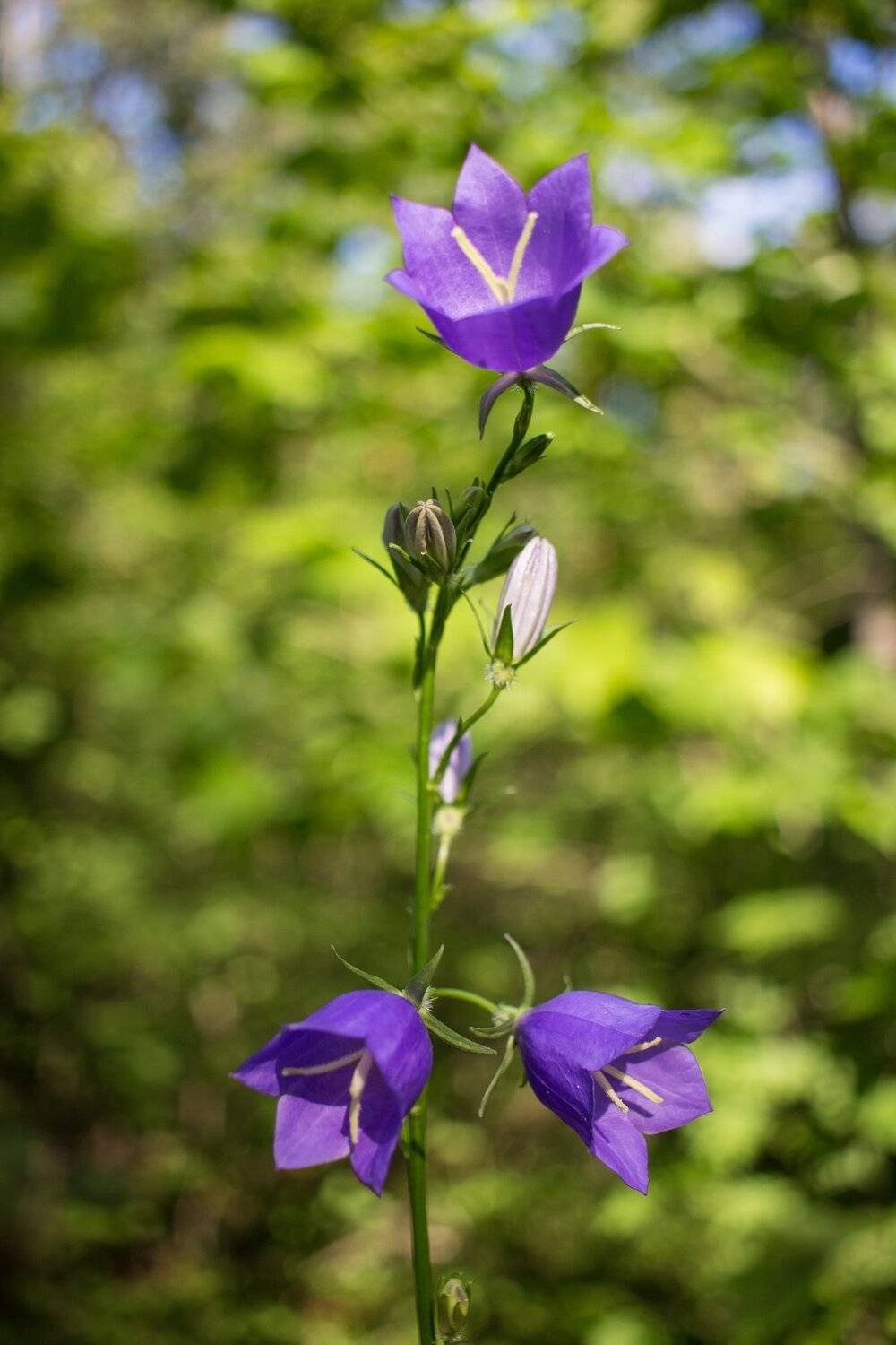 , Руслан Востриков