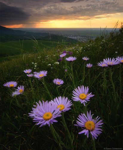Альпийские астры