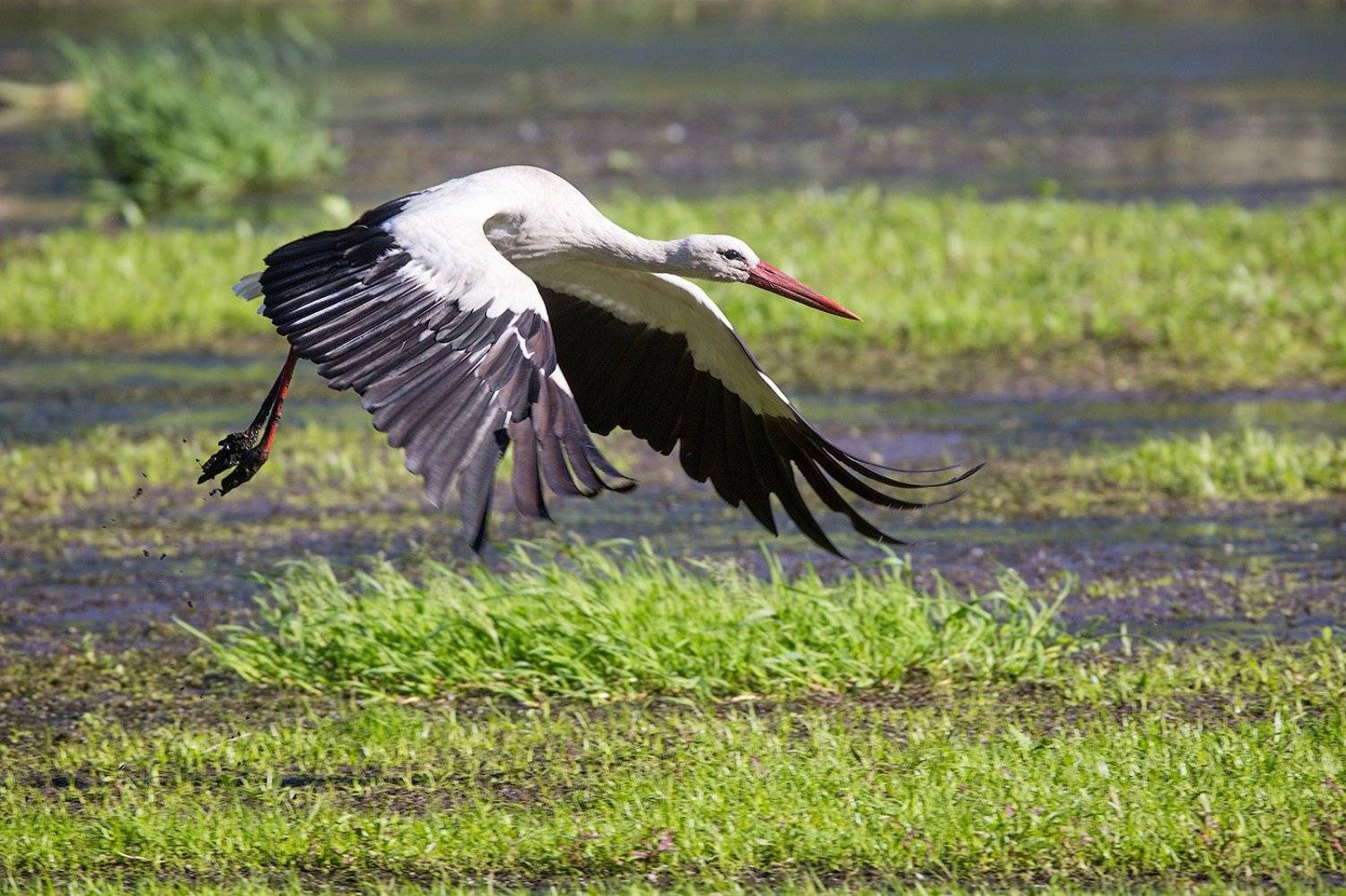 аист, stork, white stork, bird, wildlife, flight, белый аист, птицы, полет, дикая природа, Голубев Дмитрий