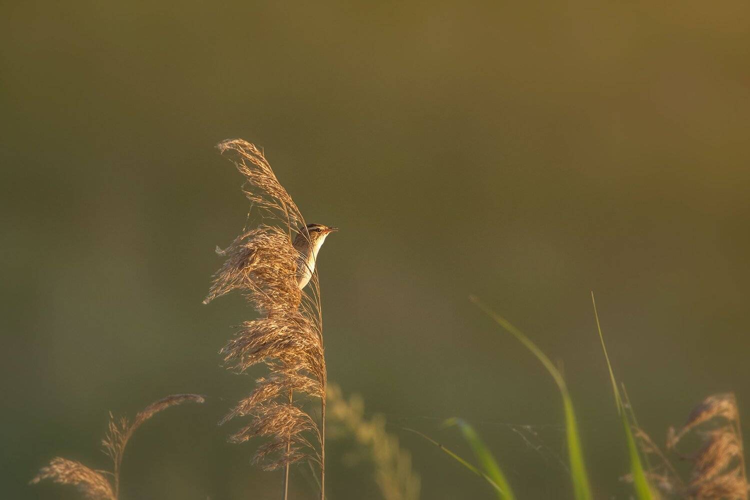 , Arkadiusz Michalak