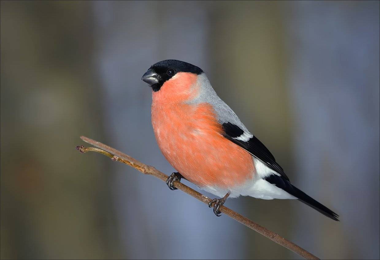 снегирь, Андрей Медведев