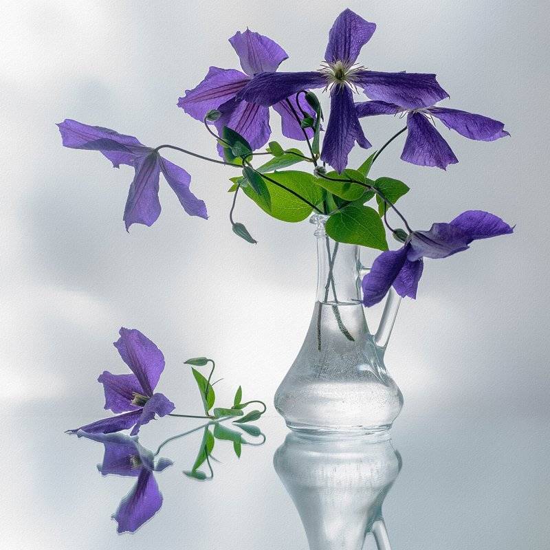 , Анжелика Королева