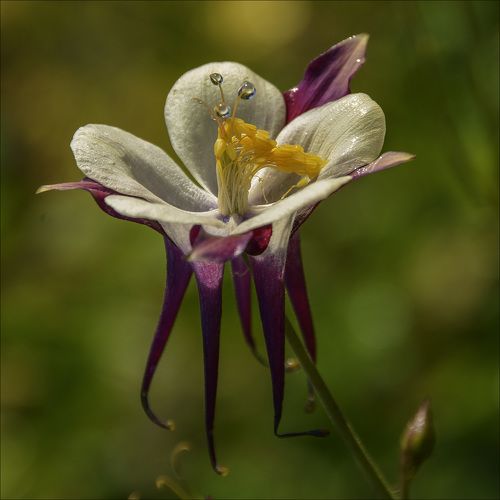 Трехглазый Пятиног