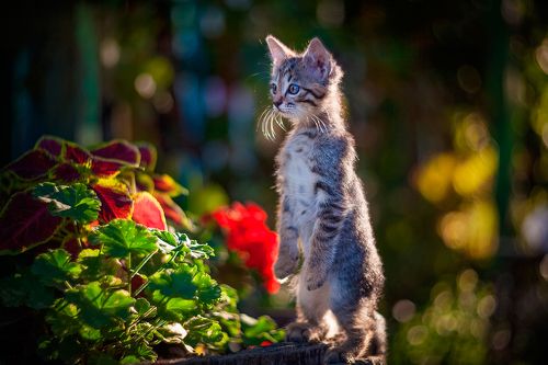 мимишные котики