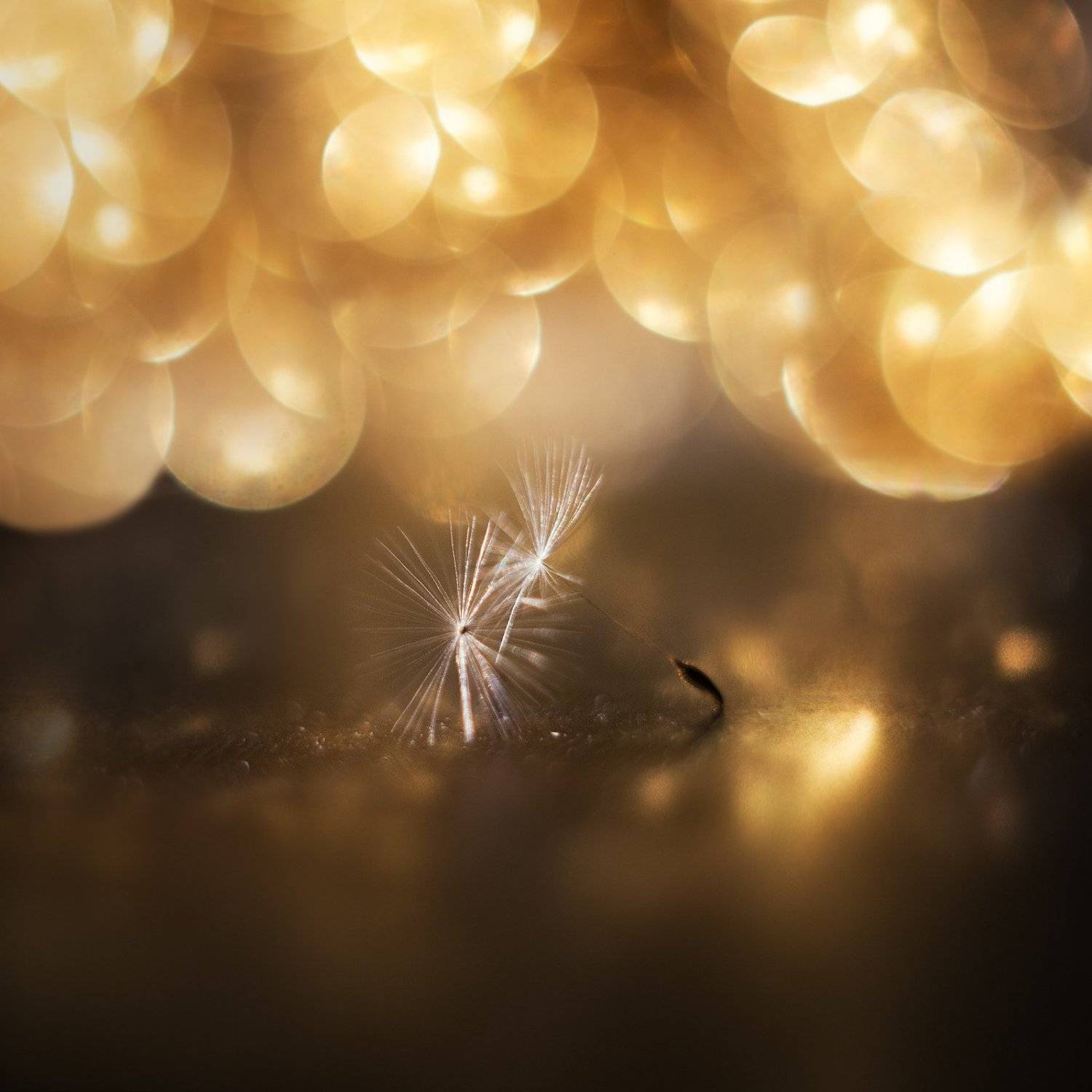 , Анастасия Крылова