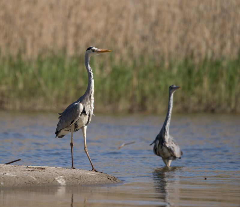 Гляди в оба! фото превью