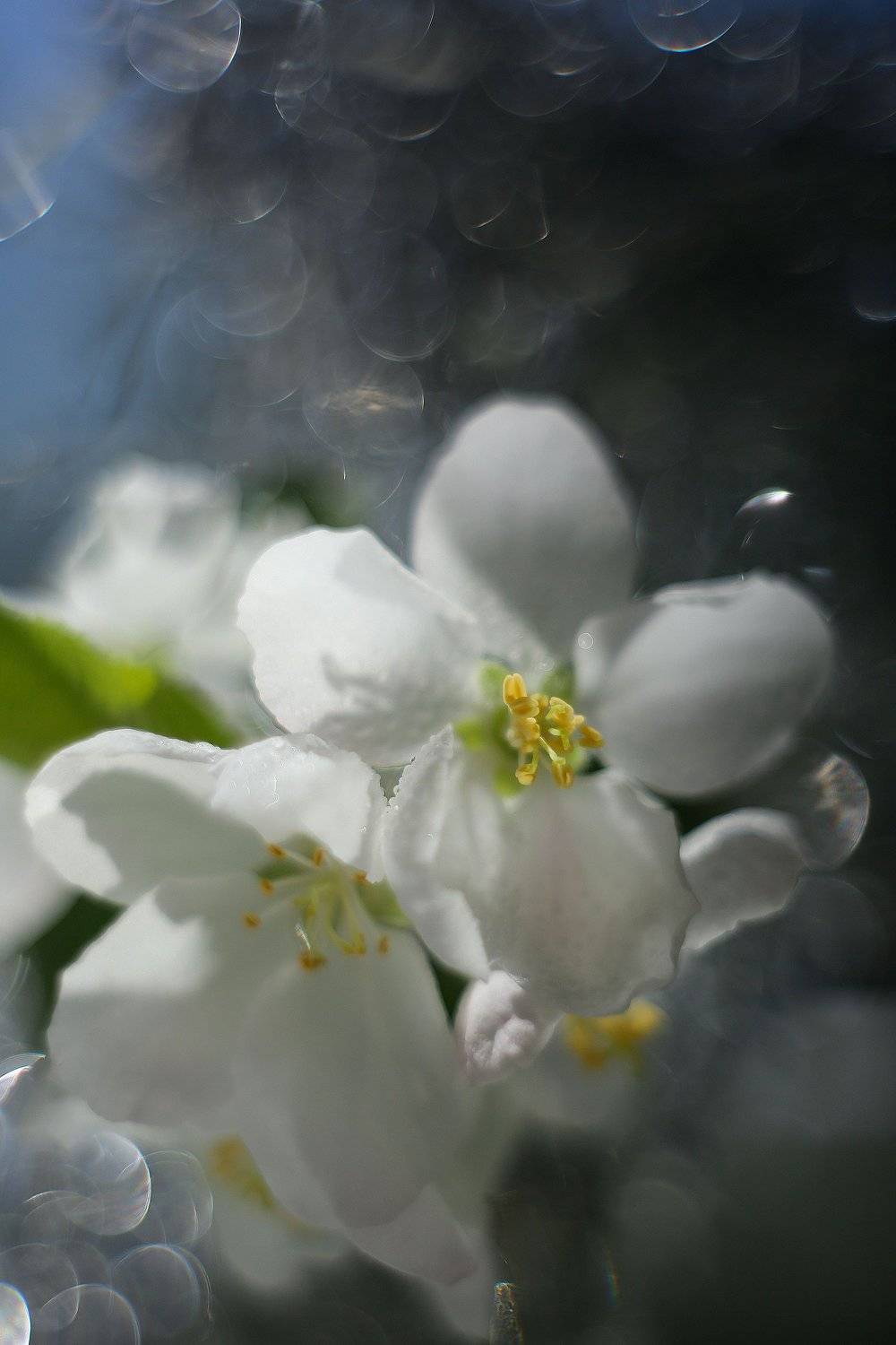 , Качурин Алексей