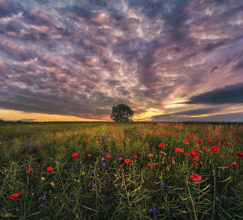 Poppy field