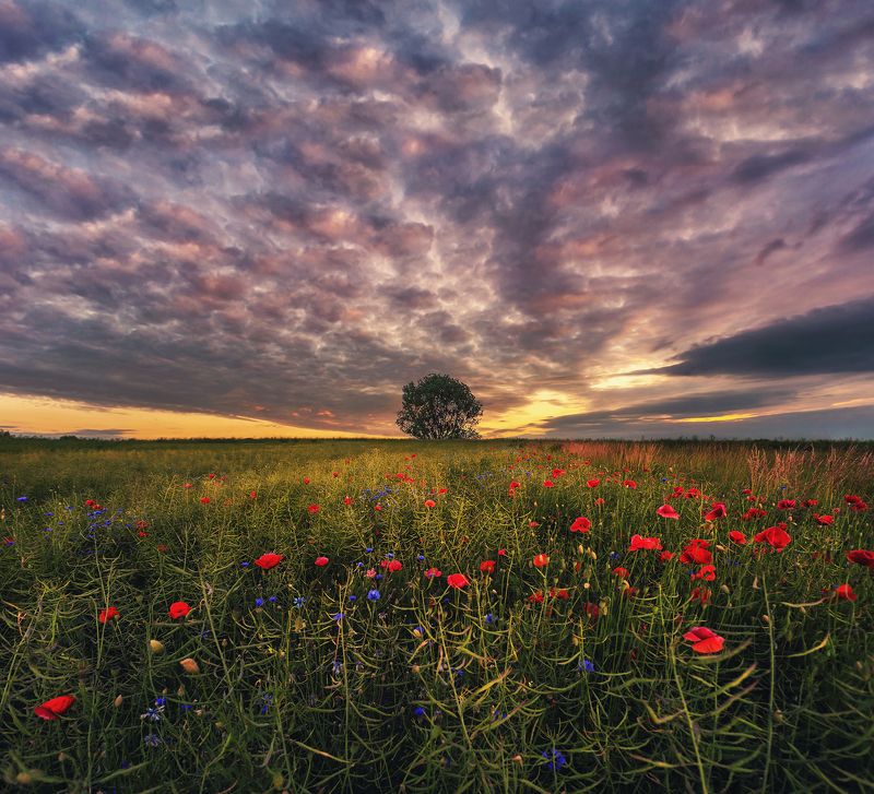 poppy, field, sunset, sunrise, Poland, sky, clouds, tree, landscape Poppy field фото превью