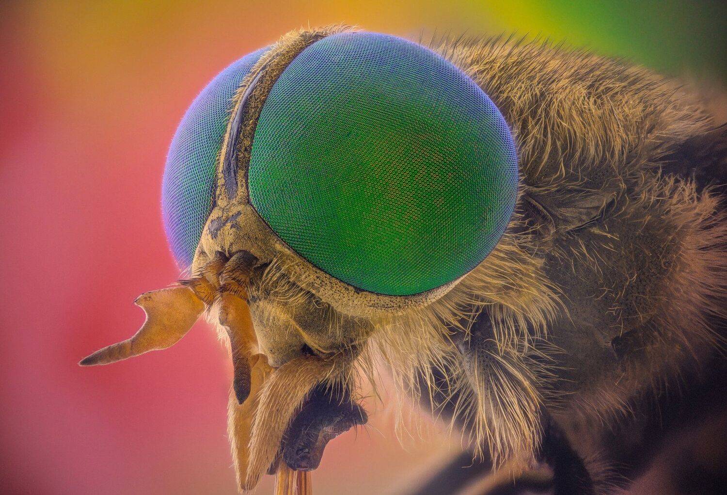 ceclii, macro, extrememacro, Tsvetan Ganev