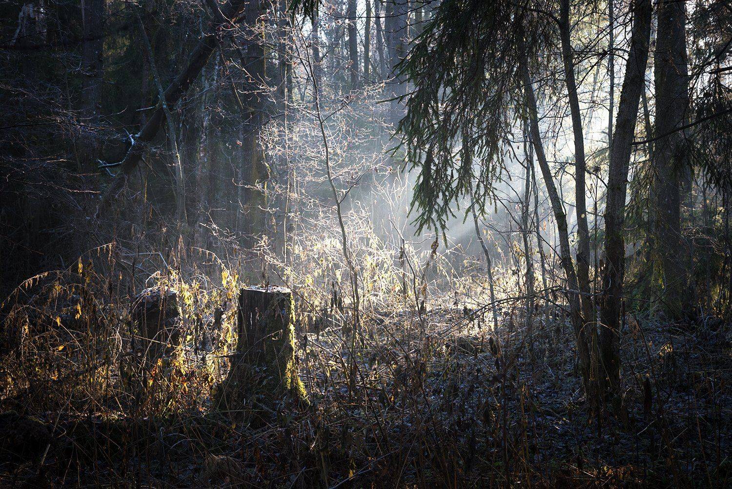 , Дмитрий Асеев