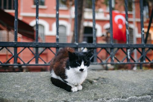 Istanbul