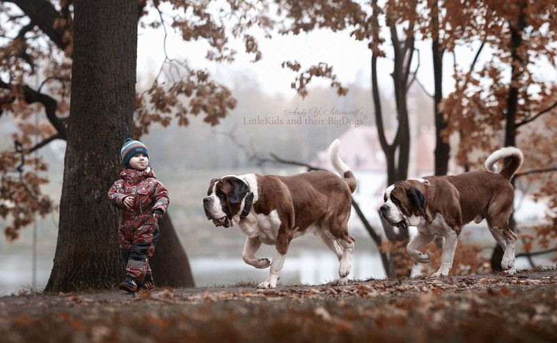 ST. BERNARD (short coat) фото превью