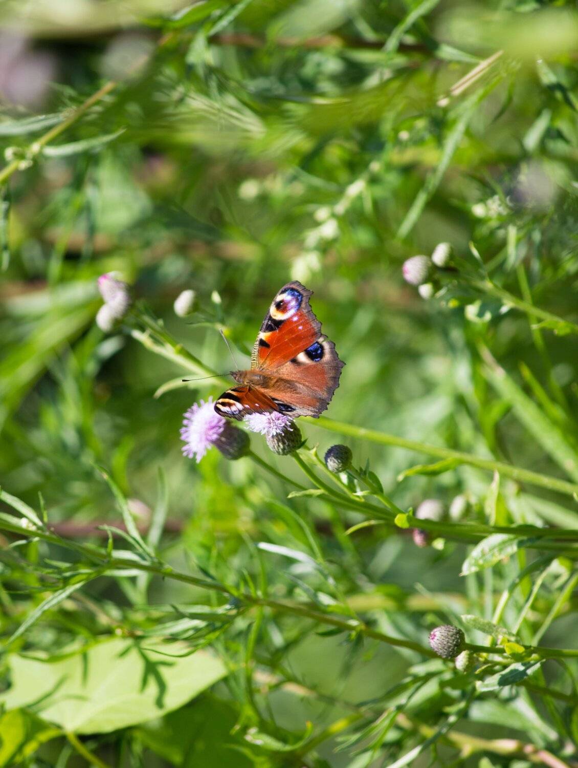 , Руслан Востриков