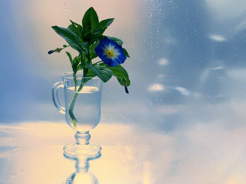 , Анжелика Королева