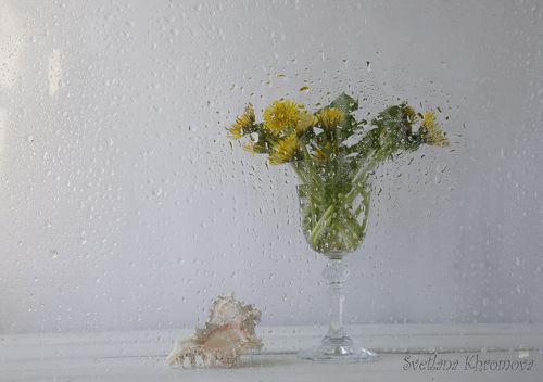 Лето. Дождь. Одуванчики