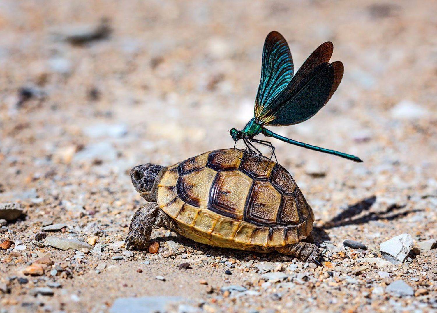 , Владимир Сковородников