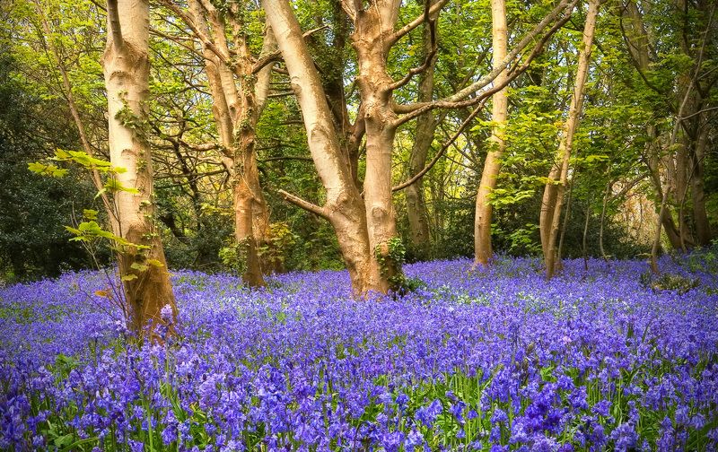 bluebell, wood, guernsey Bluebell Wood фото превью