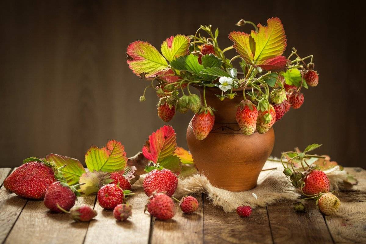 натюрморт, клубника, ягоды, листья, лето, Шруб (Беляева) Татьяна