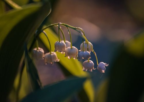 Pro ландыши …