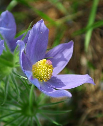 Anemone