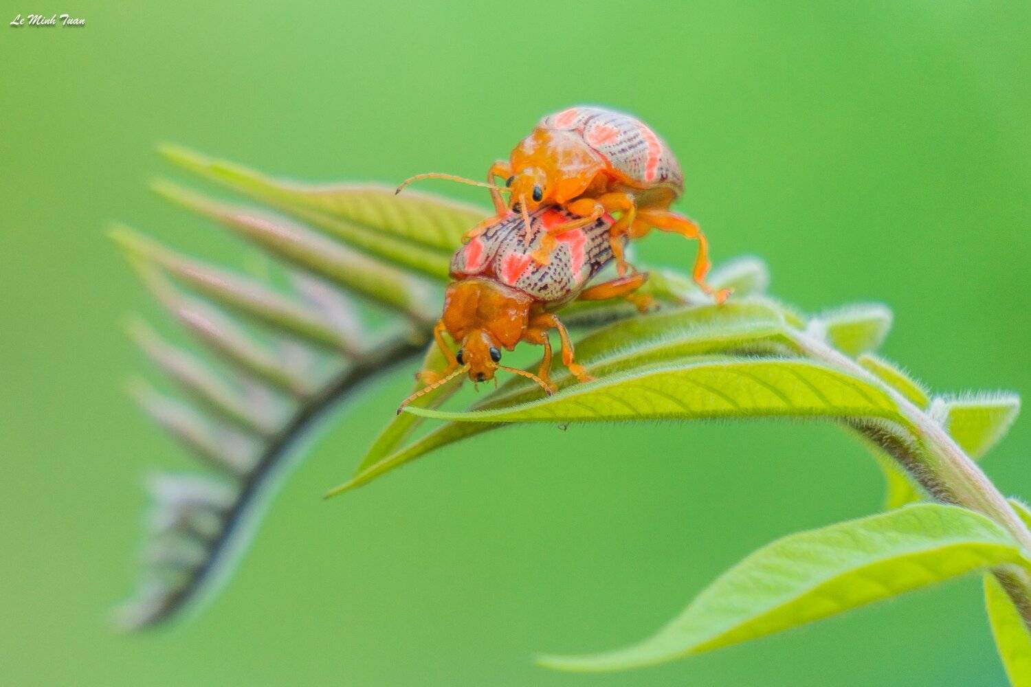 insect, L&ecirc; Minh Tuấn