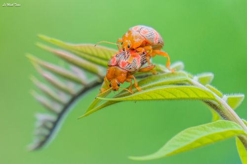 Beetle