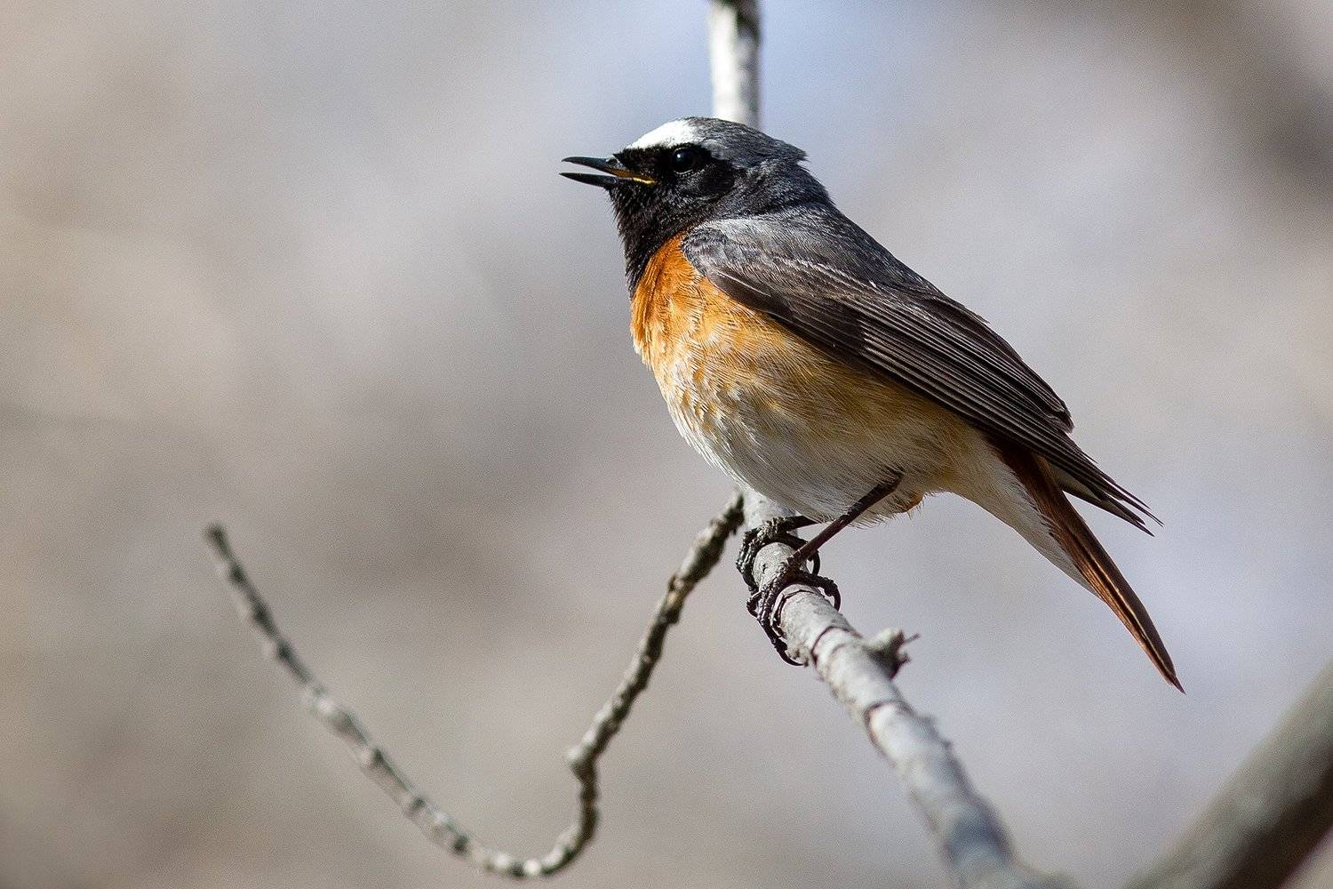 , Сосновских Вячеслав