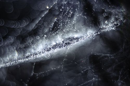 My Way to Milky Way (spider web)