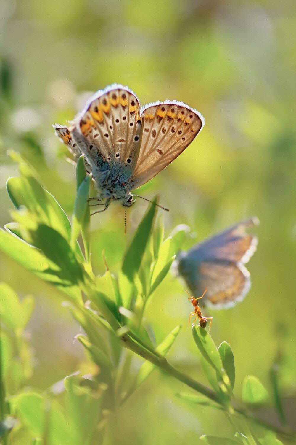 бабочка,ветка,цвет,красный,желтый,крылья,муравей, Юрий Котов