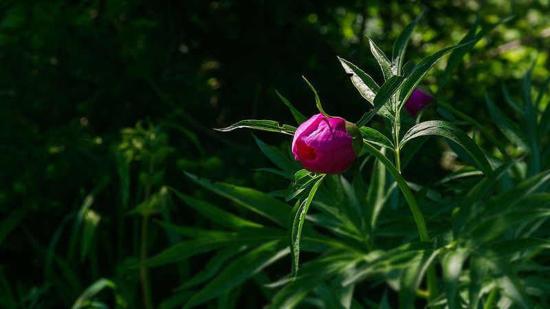 природа, цветы, дикоросы Лучик во мраке.  фото превью