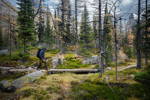 Trail in the forest
