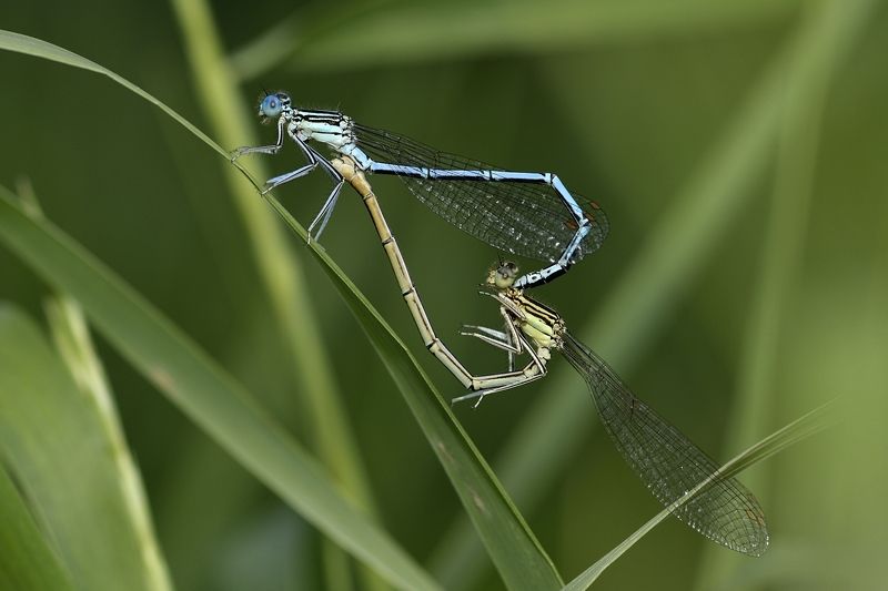 zygoptera, стрекоза, dragonfly, damselfly Zygoptera фото превью