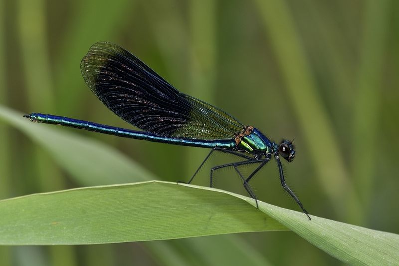 стрекоза dragonfly damselfly Calopteryx splendens фото превью