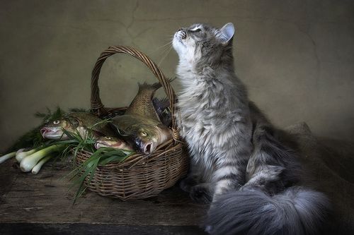 Масяне как-то бог послал корзину рыбы....