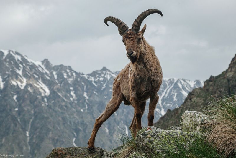 россия, безенги, животные, козлы, туры, природа Безенгийские горные туры фото превью