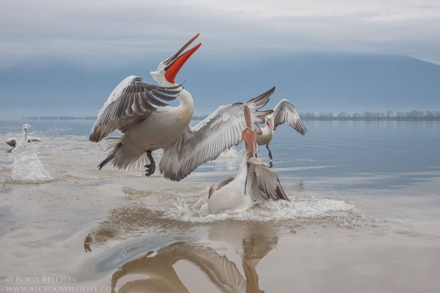 , Борис Белчев