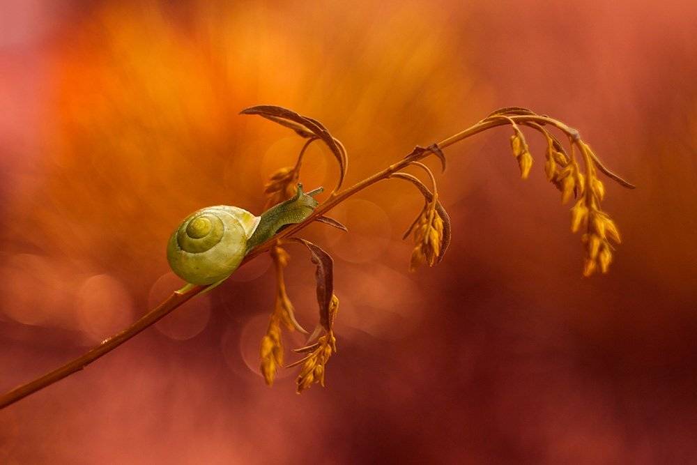 , Pawel Plucinski