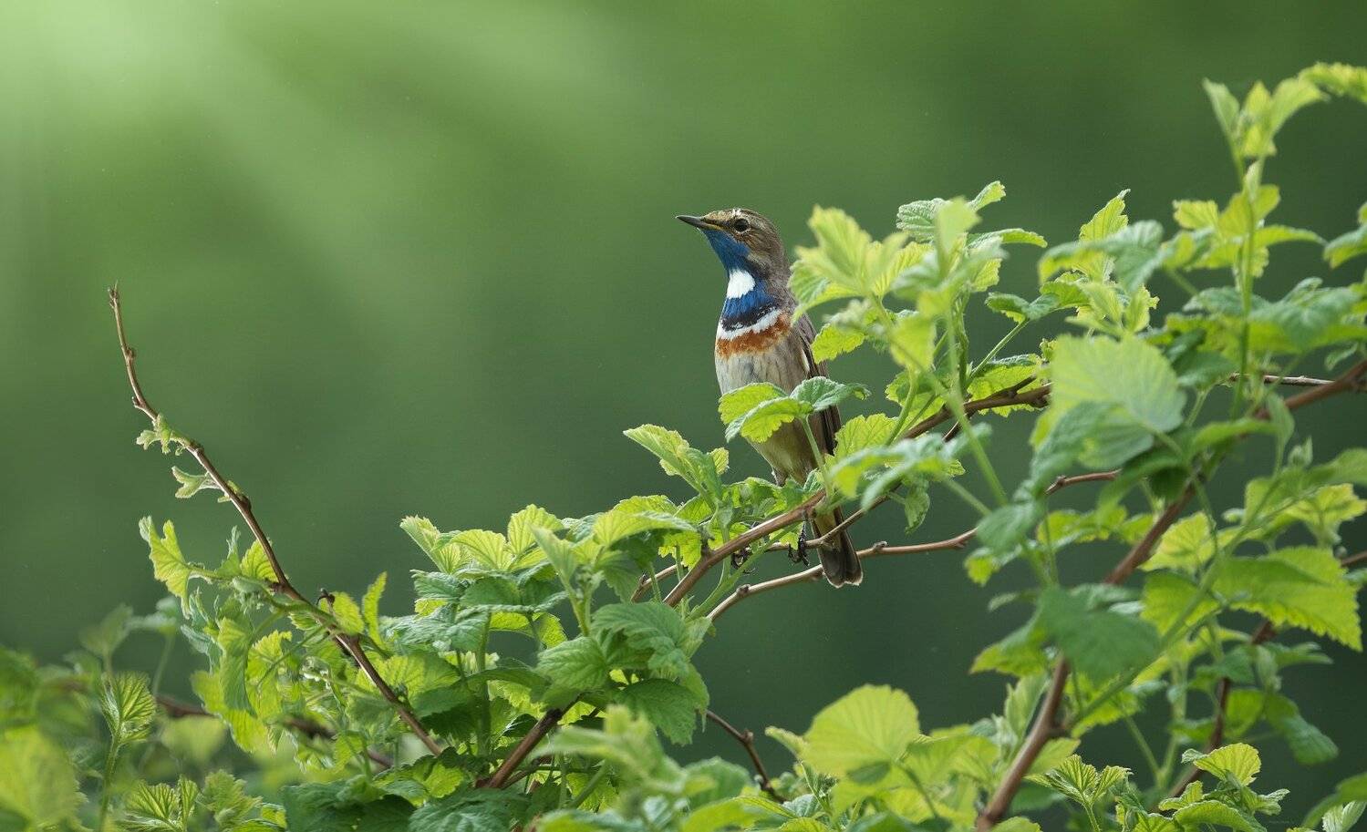 природа, лес, животные, птицы, Дмитрий Посевич