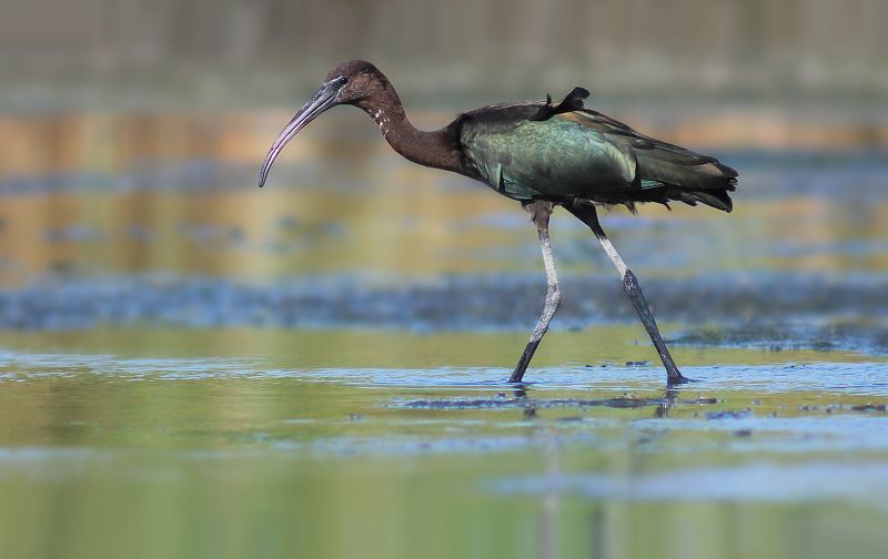 Каравайка.( Plegadis falcinellus) фото превью
